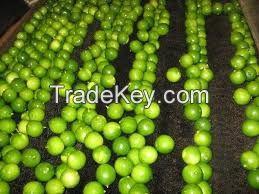 High quality fresh SEEDLESS LEMON