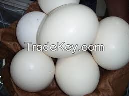 Fertile Hatching Chicken Egg  Fresh Chicken Egg Ostrich Egg..