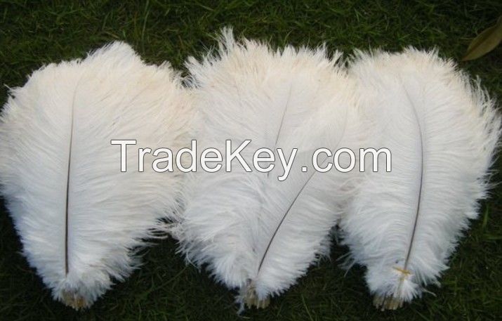 Factory wholesale size 6-30inch cheap large white ostrich feathers for sale Wedding decoration