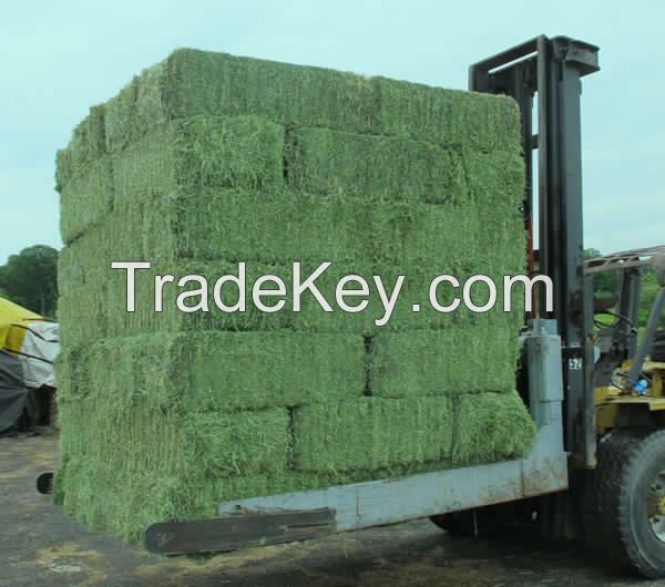 Rhodes Hay/Rhodes Grass Hay and Alfalfa Hay Animal Feed