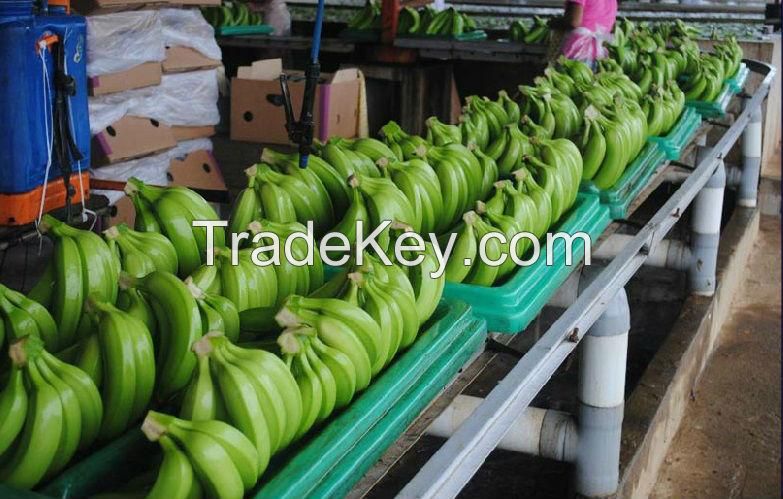 Green Banana/ Fresh Banana/ Cavendish Banana high quality from denmark