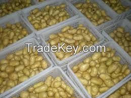 2016 hot sale high quality fresh potato