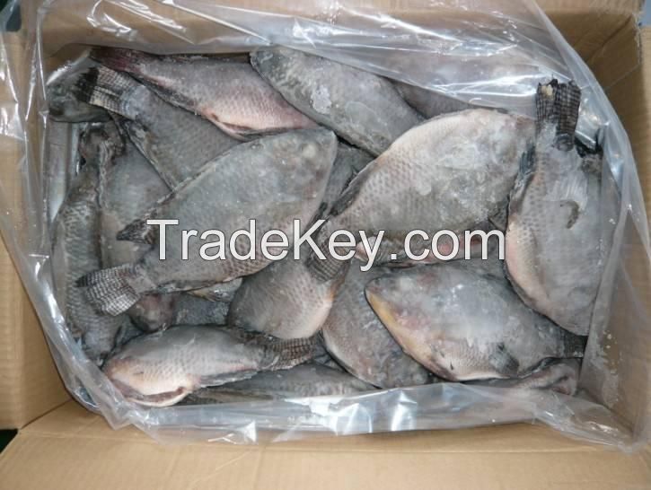 Top High quality IQF Frozen Red Whole Round Tilapia fish (Oreochromis Niloticus)