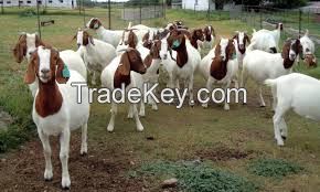 Boer Goat, Kalahari Red, Merino Sheep, Doper Sheep, Bull