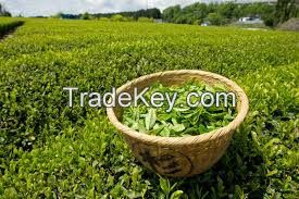 Organic Long Leaf Made Green Tea Chinese Top Grade Dragon Well Green Tea , Hang Zhou Long Jing Green Tea , Lung Ching Green Tea