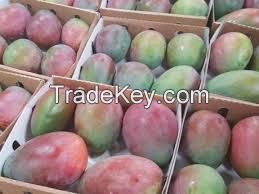 HIGH QUALITY FRESH MANGO / NAM DOK MAI Variety, Golden Honey