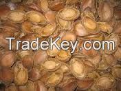Organic raw hazelnut without shell