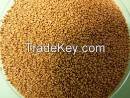 seeds camelina bulk supply