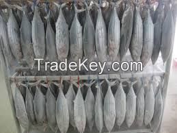 frozen bonito tuna fish from China 200/300g 300/500g 500/750g 4KGS UP