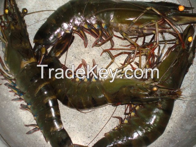 Frozen Fresh Shrimp/Seafood/Black Tiger Prawn
