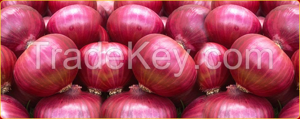 Fresh Red, Yellow and White Onion