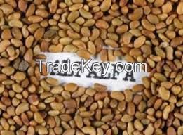 Alfalfa lucerne seeds/alfalfa seeds