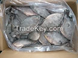 Sea Foods And Frozen Foods Fish Frozen Tilapia