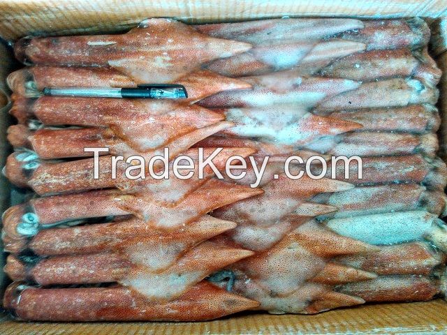 Whole round frozen BQF squid