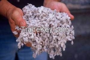 COTTON SEEDS