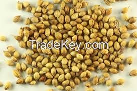 CORIANDER SEED GRADE A