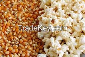 Popcorn Seed