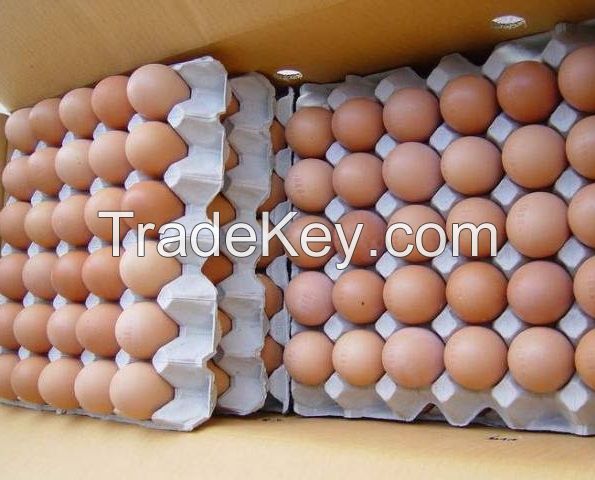 Fresh Table Chicken Eggs ( Brown and White)