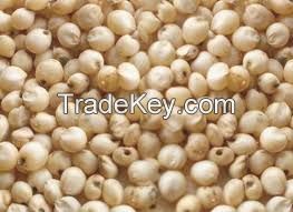 Red And White Sorghum For Sale / Sorghum grains