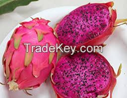 FRESH DRAGON FRUIT