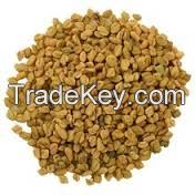 Natural Quality Fresh Yellow Raw Fenugreek Seeds for export