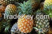 Fresh Md2 Golden Pineapple