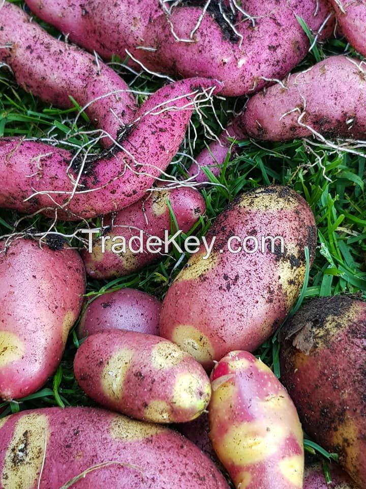 sweet potatoes