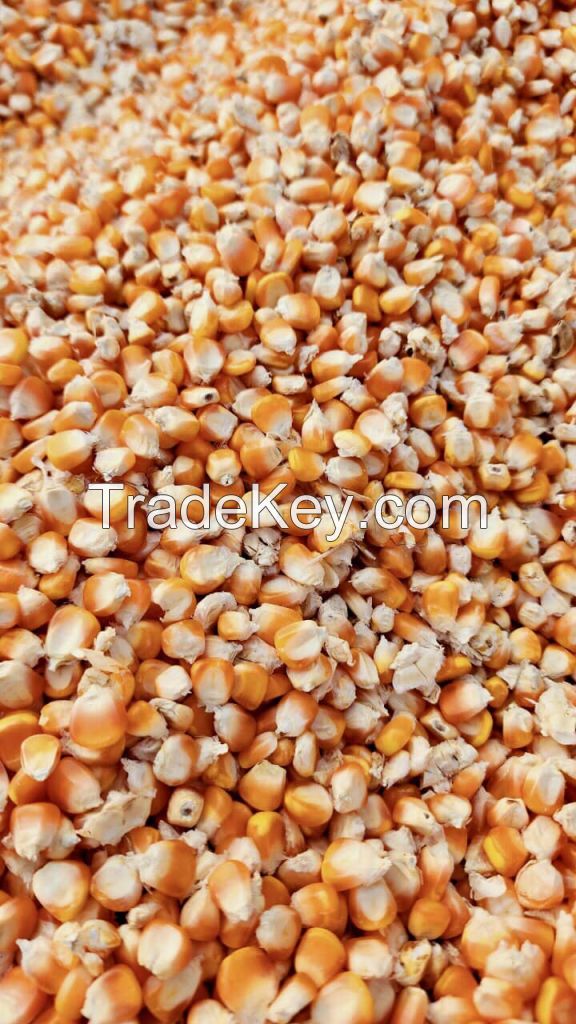 High Quality Yellow Corn