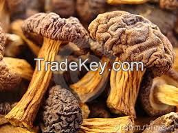 100% dried Mushroom export cheap price