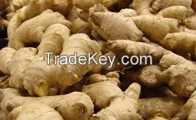 Fresh Ginger, Premium Grade A