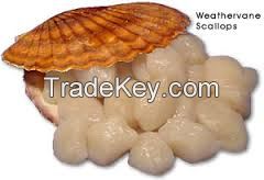 high quality frozen half shell scallop