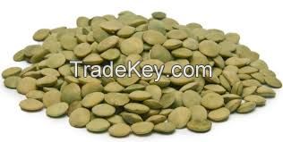 High Quality Lentils/Red Lentils/Green Lentils For Sale