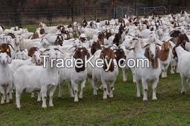 Top quality Live Sheep Goats and Cattle