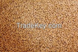 Soft Milling Wheat For Sale