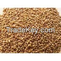 High Quality Alfalfa Seeds / Alfalfa Grass Seeds / Forage Seeds