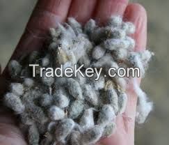 100% High Quality Cotton Seed Competitive Price