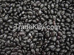 New Crop Black Kidney Bean