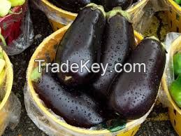 fresh eggplant high quality