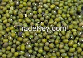 good quality hot sale green mung bean