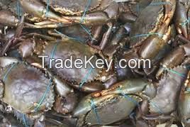 Affordable Fresh Live Mud Crab