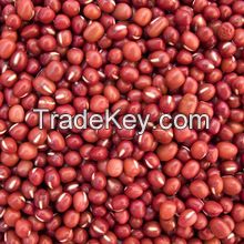 High Quality Red Sorghum Grain Seed at Attractive Price