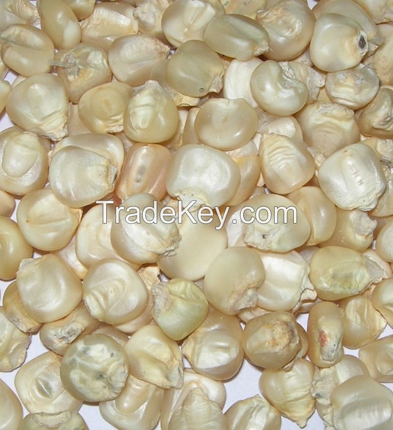 Non GMO White maize/corn