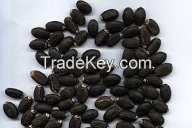 High Quality Jatropha Seeds