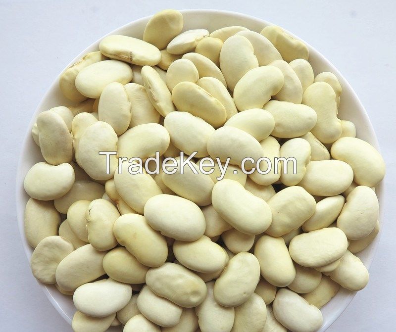 High Quality White Kidney Beans