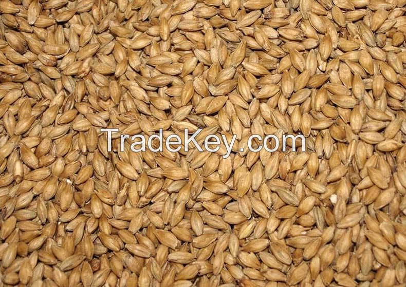 High Quality Barley for Animal Feed