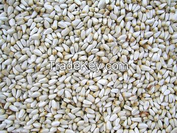 BEST QUALITY SAFFLOWER SEED
