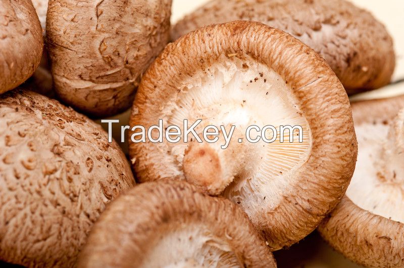 Dried and Fresh Shiitake Mushroom
