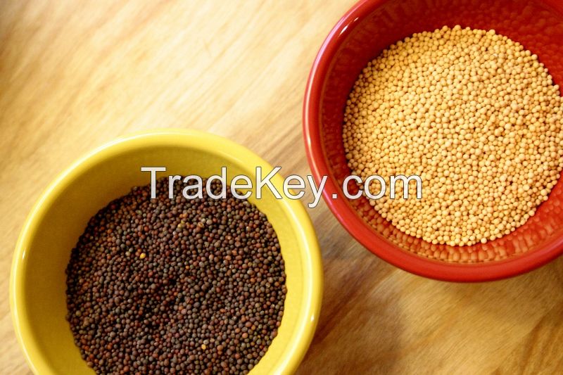 Yellow Mustard, Brown Mustard seeds