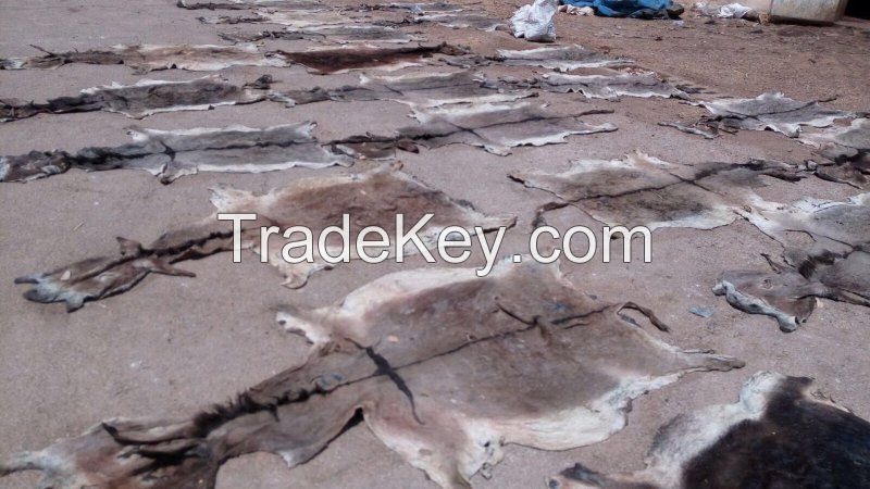 DRY/WET SALTED DONKEY HIDES