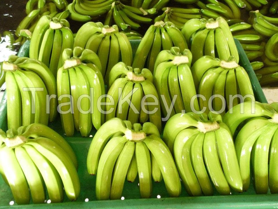 FRESH CAVENDISH BANANA